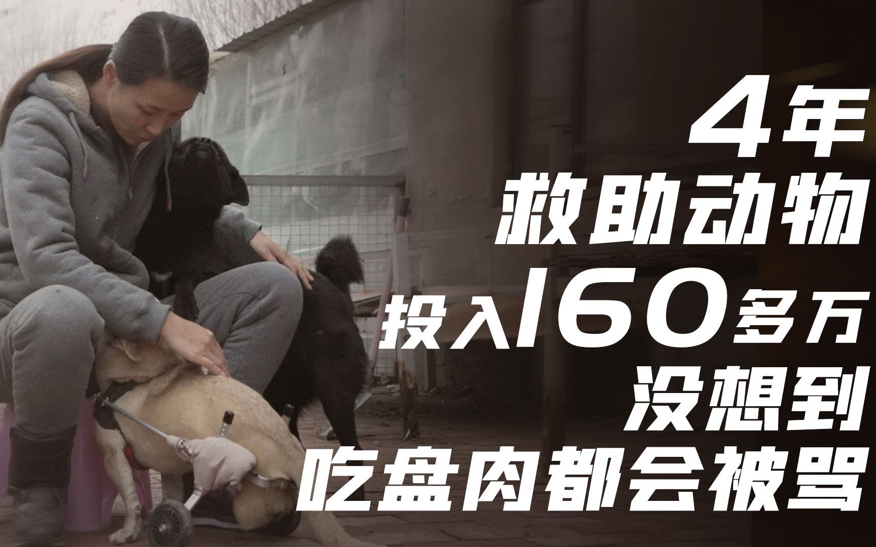 救助动物耗资160多万，她说“我不是钱多，只是不想看着它们挨饿受冻”