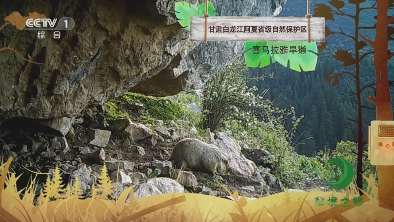 秘境之眼 《秘境之眼》 喜马拉雅旱獭 20230712