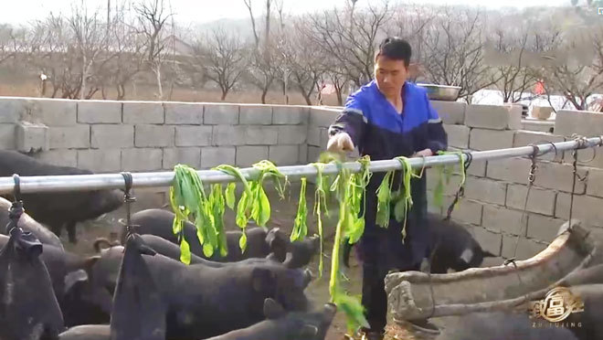 《致富经》 20210509 深山养猪 逆境翻身