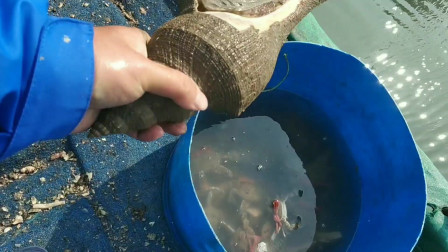 南澳岛赶海日记 这响螺最少生长10几年，彪哥出海收网抓了好几个，总共卖了4千多