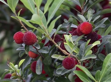 靖州杨梅：标准化种植 造就不寻常品质