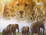 人与自然 《人与自然》 20150209 自然发现：哺乳动物——食草邻居轶事（上）