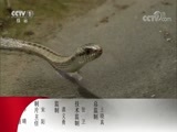 动物世界 《动物世界》 20171009 遨游海底两万里