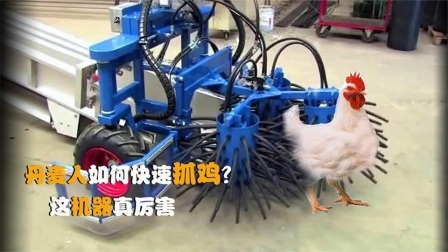 机械控 丹麦人是怎么抓鸡的？全自动机械化，这样的机器靠谱吗