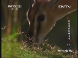 动物世界 《动物世界》 20130704 河流里的大嘴至尊（下）