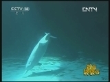 新闻袋袋裤 《新闻袋袋裤》 20121025