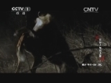 动物世界 《动物世界》 20141010 震撼大地的力量（二）
