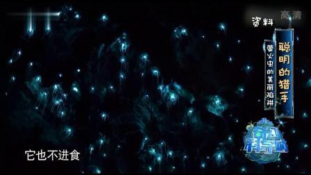奇幻科学城 聪明的猎手 萤火虫的美丽陷阱