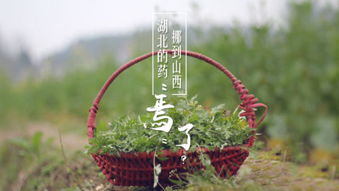本草说 湖北的药挪到山西“蔫”了
