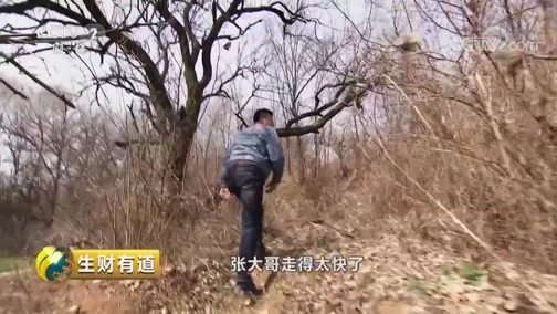 生财有道 《生财有道》 20190501 咱们家乡春天美 杏富渑池 从春天开始