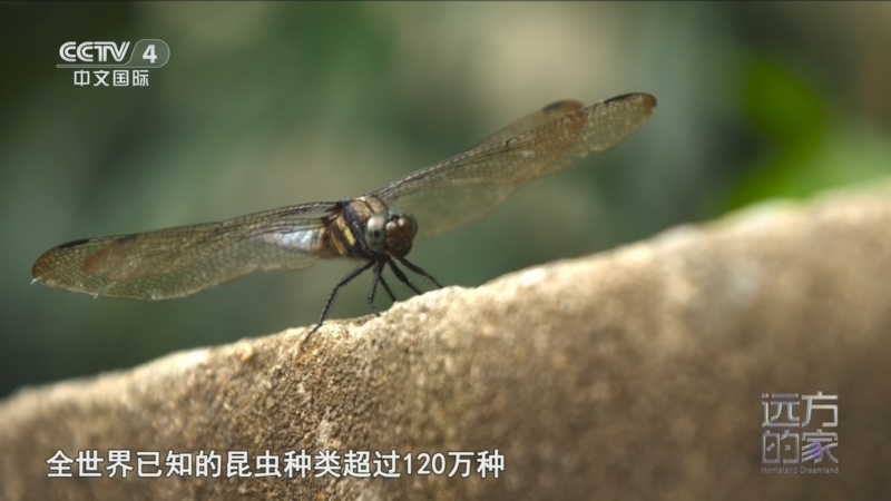 远方的家 《远方的家》 20260812 中国自然秘境 热带雨林奇遇记