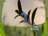 走近科学 《走近科学》 20170815 茶叶知冷暖