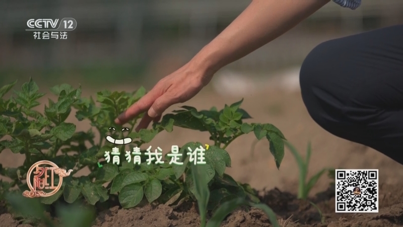 夕阳红 《夕阳红》 20250811 养生有道·现代运动指南——核心重塑