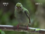 人与自然 《人与自然》 20150626 自然发现：鸟类的生活——求偶（下）