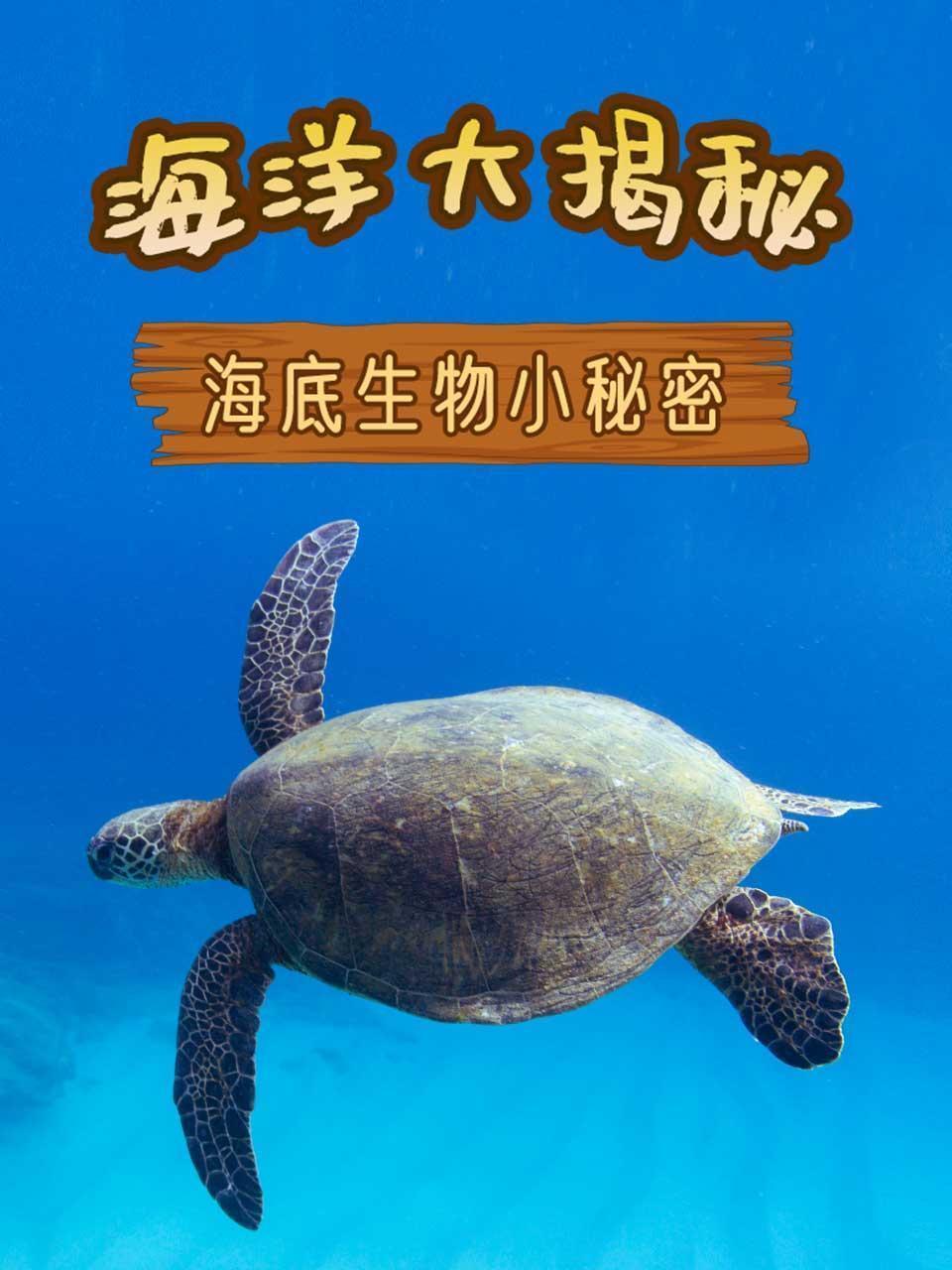 海洋大揭秘之海底生物小秘密