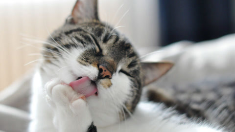 喵客帝国 笑崩！猫咪尬舞势力来袭