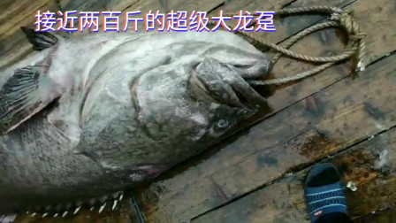 南澳岛赶海日记 彪哥这次外海捕鱼，收获一条接近两百斤的大龙趸，这次真的要发财