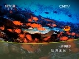 地理中国 《地理中国》 20150923 庙湾迷岛（下）