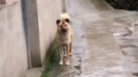 @所有人 现实版“忠犬八公”，狗狗跑40公里回老家等已去世主人