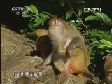 生财有道 《生财有道》 20130923 海南岛上的猕猴王国