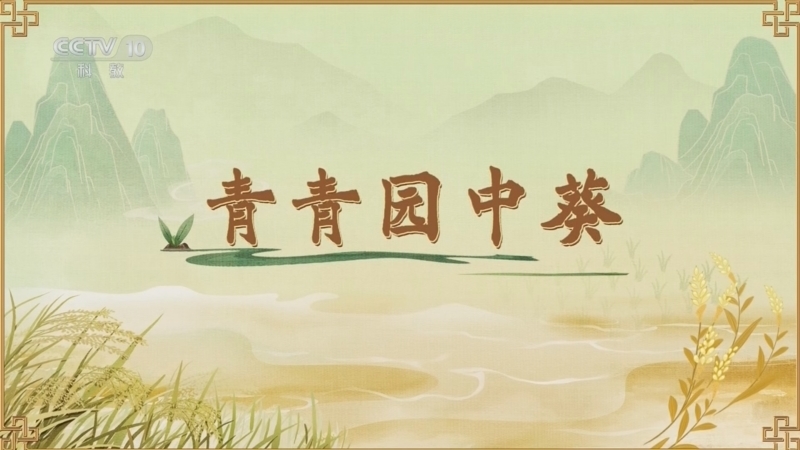百家讲坛 《百家讲坛》 20260619 食物的历史（第二部） 1 青青园中葵