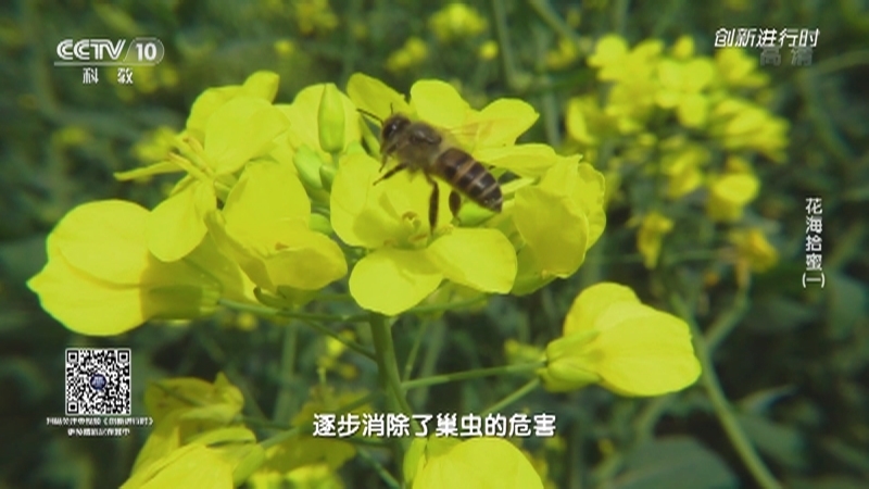 《创新进行时》 20210726 花海拾蜜（一）