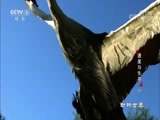 动物世界 《动物世界》 20180509 速度与生存（四）