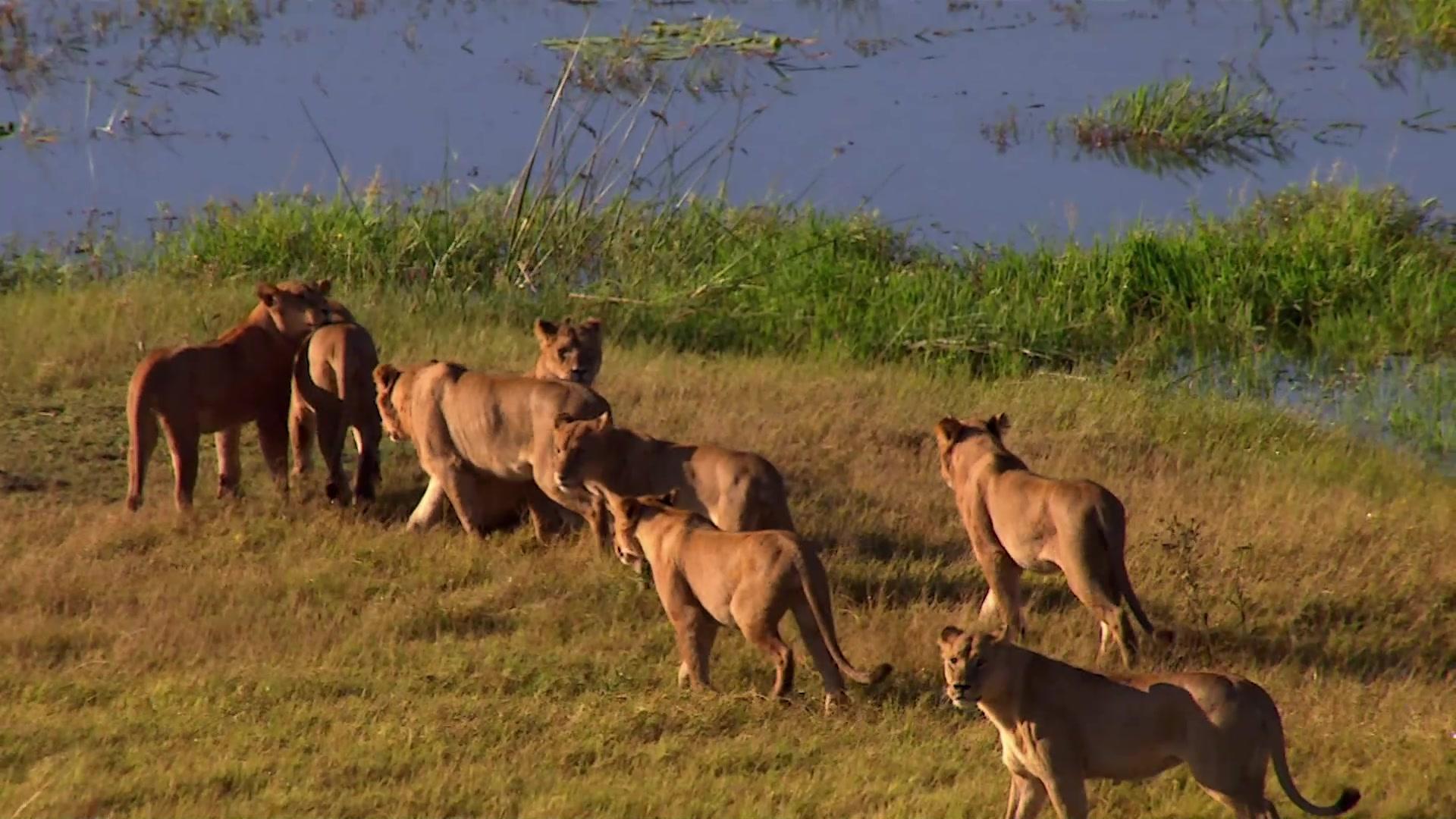 《生灵的远征第一季》第4集
