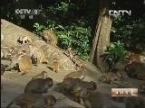 生财有道 《生财有道》 20130814 走进农家乐系列：碧海蓝天中的美猴王国