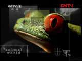 动物世界 《动物世界》 20111012
