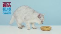 举起爪儿来 DIY营养猫咪零食球 11