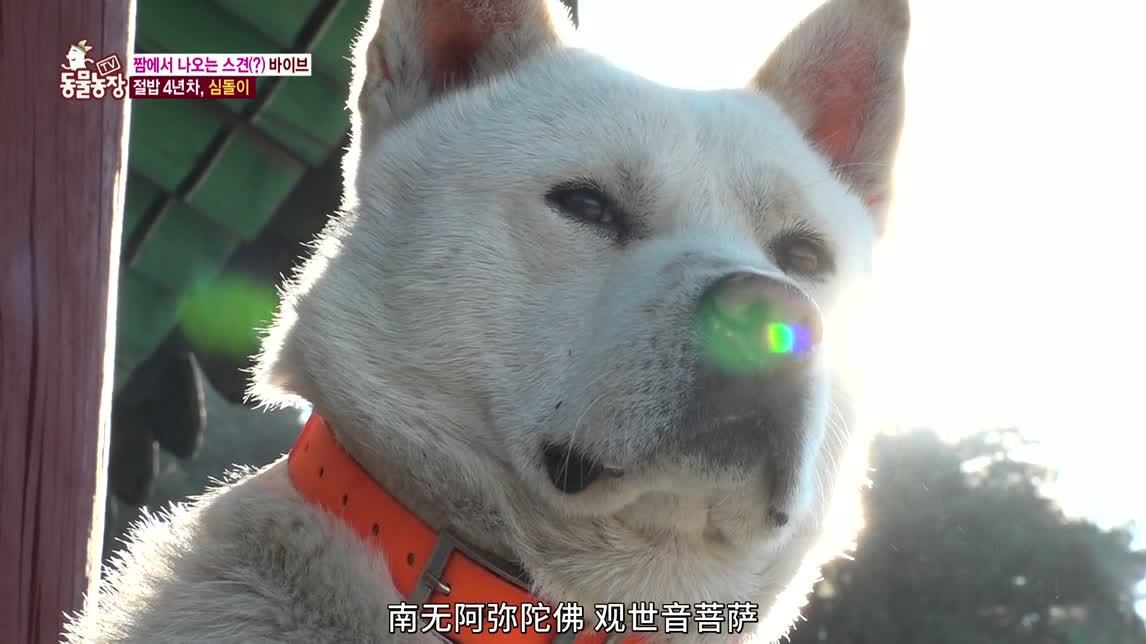 动物农场2020 狗菩萨