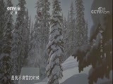 冰雪之巅