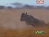 人与自然 人与自然 2010年 第113期