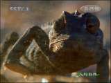 人与自然 人与自然 2010年 第98期