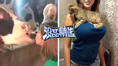 欢乐囧图 萌宠无节操调戏妹子