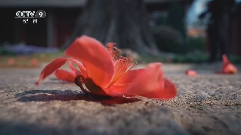 《城市花季》 第5集 广州木棉