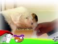狗狗日记 第19天 我听到声音了