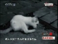 健康之路 离奇的脑病
