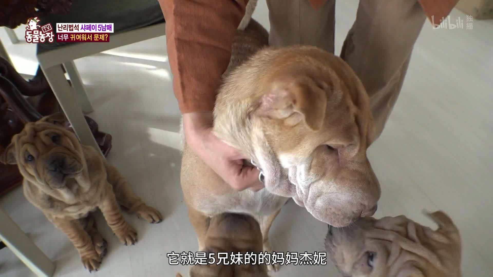 动物农场2019