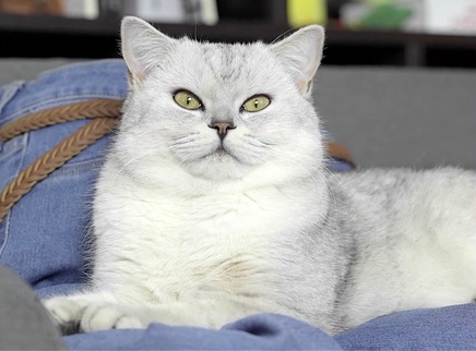 举起爪儿来 牛仔裤秒变猫窝