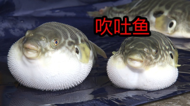 致富经 [致富经]散打老戴 一招来财 20180417