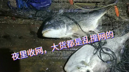 南澳岛赶海日记 彪哥远征外海捕鱼，第一战夜里收网收获多，大货都是傻傻来撞网