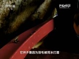 地理中国 《地理中国》 20151210 奇洞暗影（下）