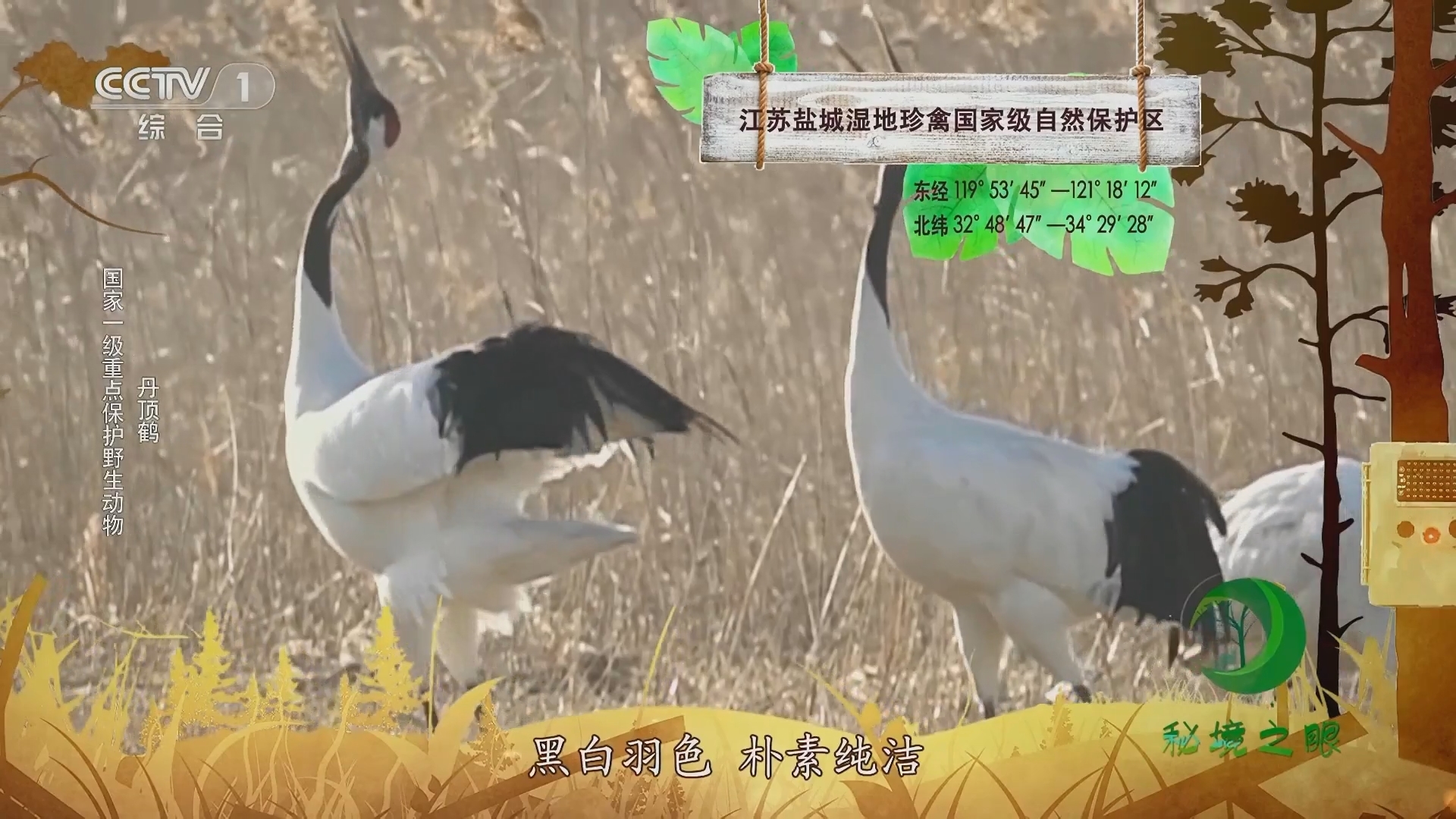 秘境之眼 《秘境之眼》 丹顶鹤/白鹇/苍鹭 20230820