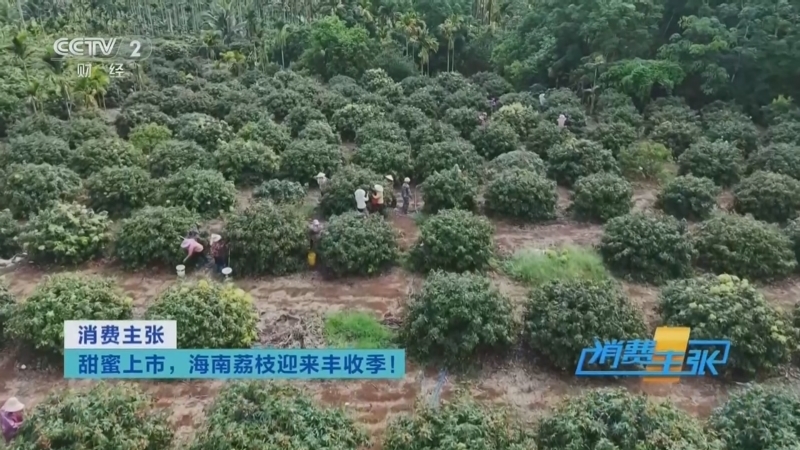 《消费主张》 20260512 甜蜜上市,海南荔枝迎来丰收季!