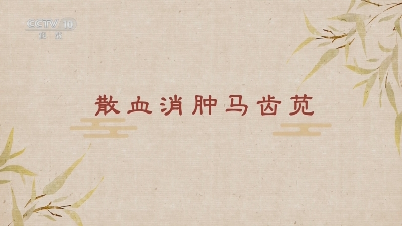 《百家讲坛》 20250509 舌尖上的养生（第二部） 5 散血消肿马齿苋
