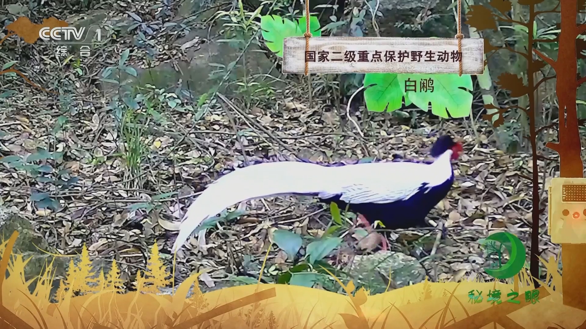 秘境之眼 《秘境之眼》 白鹇 20231218