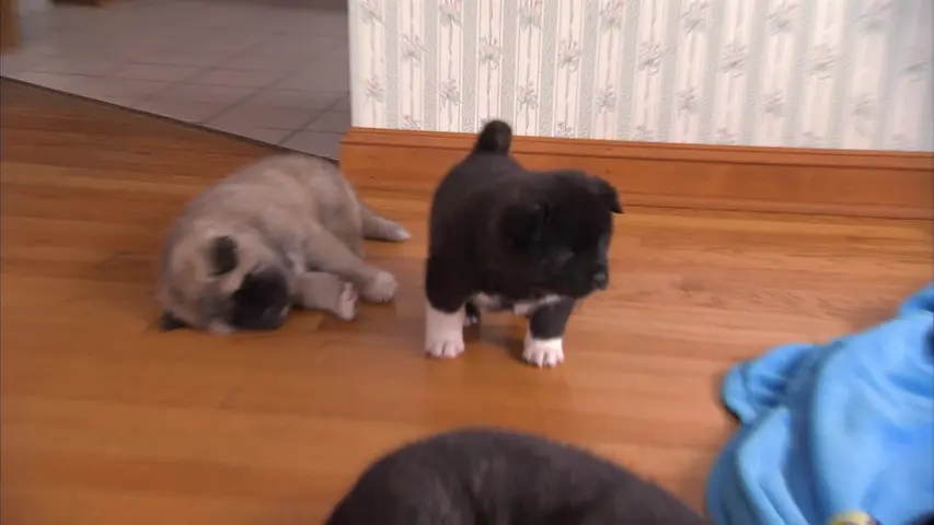 《萌宠成长记第三季》第2集