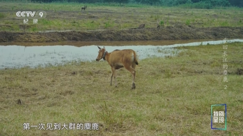 《重回长江的麋鹿》 第2集